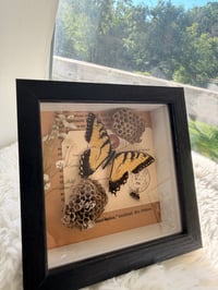 Image 3 of Honeycomb Bee & Swallowtail 