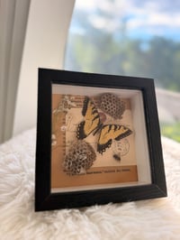 Image 4 of Honeycomb Bee & Swallowtail 