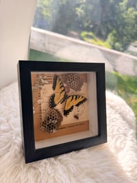 Image 6 of Honeycomb Bee & Swallowtail 