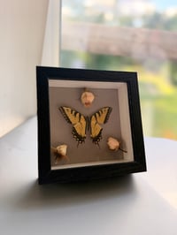 Image 1 of Rose Swallowtail 