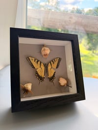 Image 2 of Rose Swallowtail 