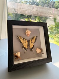Image 3 of Rose Swallowtail 