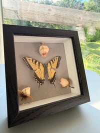 Image 4 of Rose Swallowtail 