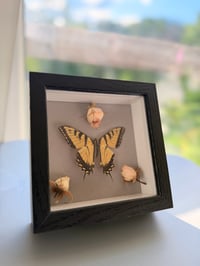 Image 5 of Rose Swallowtail 