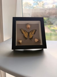 Image 6 of Rose Swallowtail 