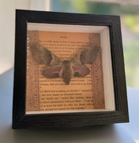 Image 1 of Underwing moth 