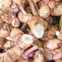 Thai Galangal Root