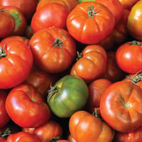 Spanish Mixed Heritage Heirloom Tomatoes