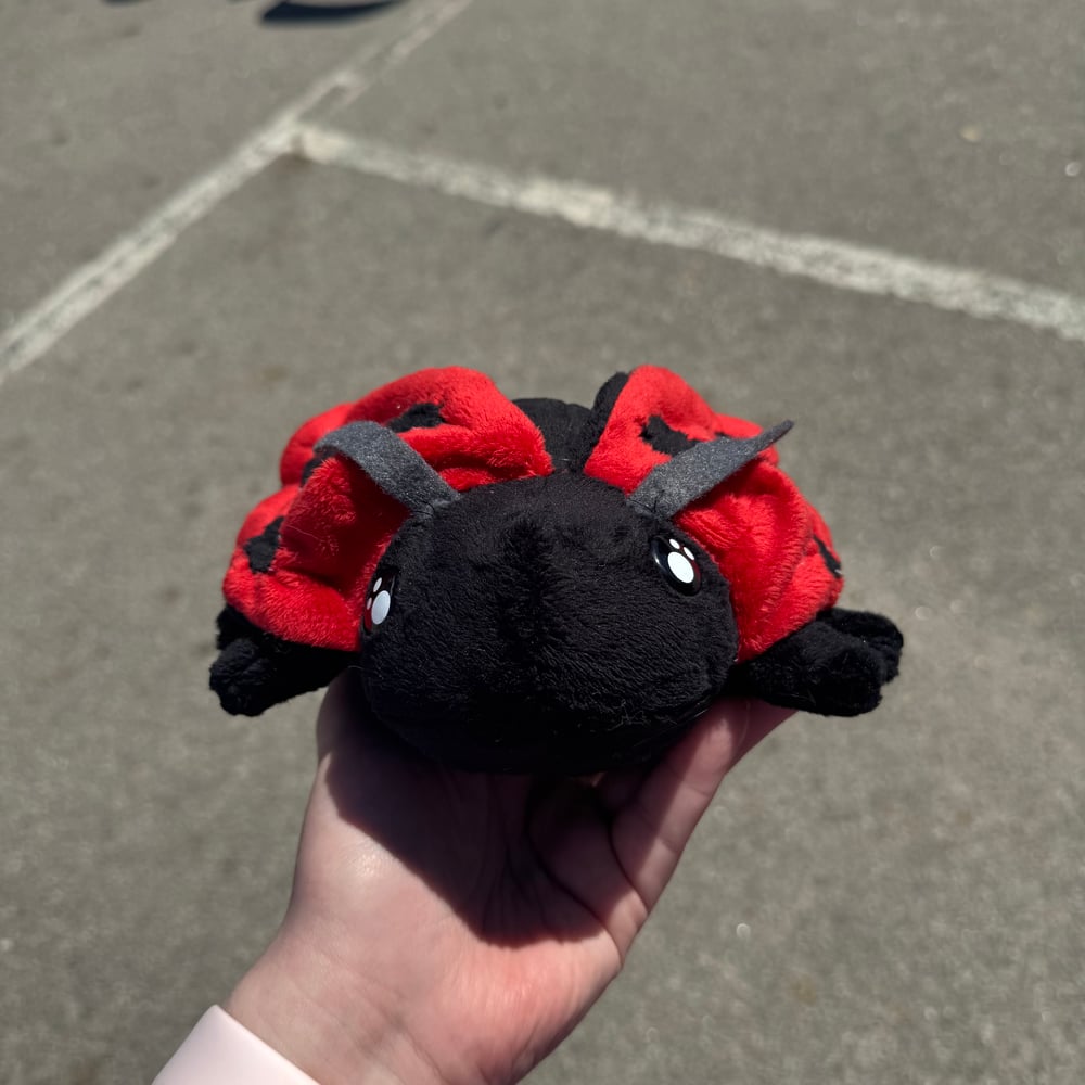 Image of Ladybug