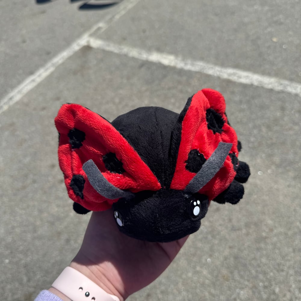 Image of Ladybug