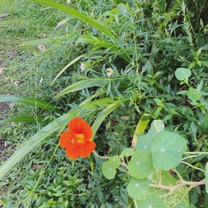 Image of  Nasturtium Paper Botanical Cut-outs , Sunday , 12 JULY, 2026