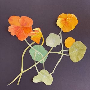 Image of  Nasturtium Paper Botanical Cut-outs , Sunday , 12 JULY, 2026