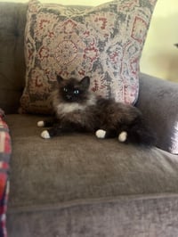 Image 2 of 7” 9” or 12” Custom Cat from your photo 