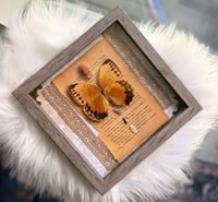 Image 1 of Butterfly Specimen With Aragonite 