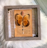 Image 2 of Butterfly Specimen With Aragonite 