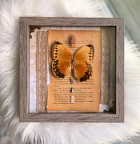 Image 3 of Butterfly Specimen With Aragonite 