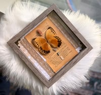 Image 4 of Butterfly Specimen With Aragonite 