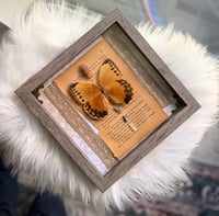 Image 5 of Butterfly Specimen With Aragonite 