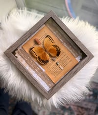 Image 6 of Butterfly Specimen With Aragonite 