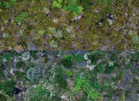 Image 5 of A l'echelle de la main - Wagon Landscaping