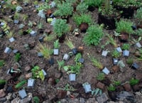 Image 13 of A l'echelle de la main - Wagon Landscaping