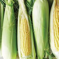 Image 2 of Spanish New Season Sweetcorn in Husk