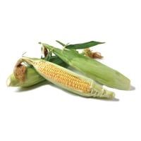 Image 3 of Spanish New Season Sweetcorn in Husk