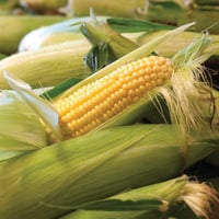 Image 1 of Spanish New Season Sweetcorn in Husk