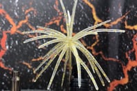 Image 2 of SPEEDBALL Finesse Cokie Style Creature Urchin Bait QS
