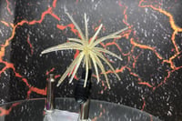 Image 3 of SPEEDBALL Finesse Cokie Style Creature Urchin Bait QS