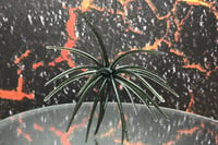 Image 1 of SPEEDBALL Finesse Cokie Style Creature Urchin Bait SS