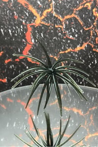 Image 4 of SPEEDBALL Finesse Cokie Style Creature Urchin Bait SS