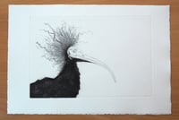 Radierung Waldrapp