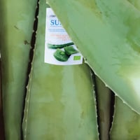 Image 2 of Spanish Fresh Aloe Vera XL Leaf