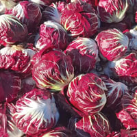 Italian Radicchio Chicory Head