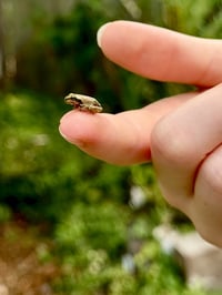Image 2 of Frogs: Life in the Lagoon