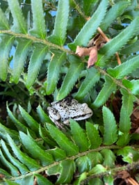 Image 3 of Frogs: Life in the Lagoon
