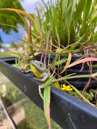 Image 5 of Frogs: Life in the Lagoon