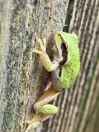 Image 6 of Frogs: Life in the Lagoon