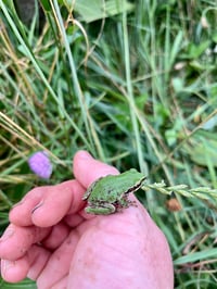 Image 7 of Frogs: Life in the Lagoon
