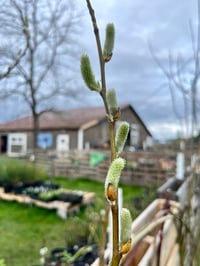Image 3 of Willow Weaving: Flowers