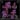 Purple Cross 