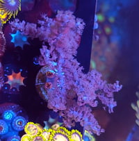 Image 4 of Purple Candelabra Photosynthetic Gorgonian / Purple Sea Fan