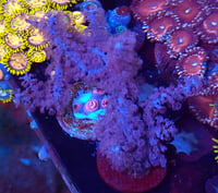 Image 3 of Purple Candelabra Photosynthetic Gorgonian / Purple Sea Fan
