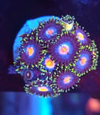 Gorilla Nipple Zoanthids