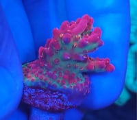Image 2 of Vivid’s Confetti Acropora