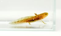 Image 1 of Light Copper Juvenile Axolotl