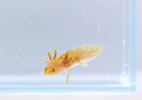 Image 2 of Light Copper Juvenile Axolotl