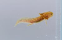 Image 5 of Light Copper Juvenile Axolotl