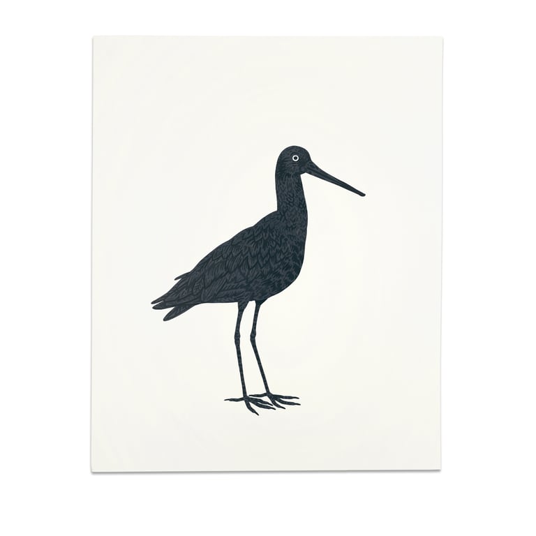 Godwit | Grutto Image 2